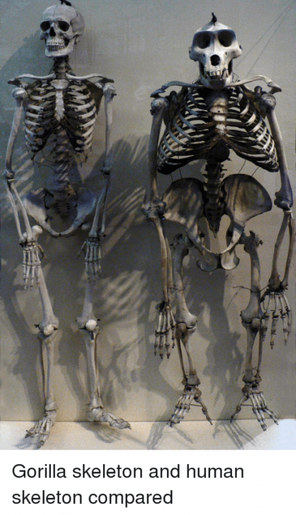 gorilla-skeleton-and-human-skeleton-compared-27898344.png