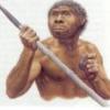 homo erectus