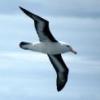 AlbatrosS